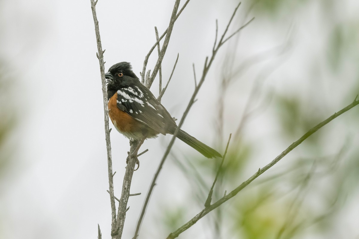 Spotted Towhee - ML336295321