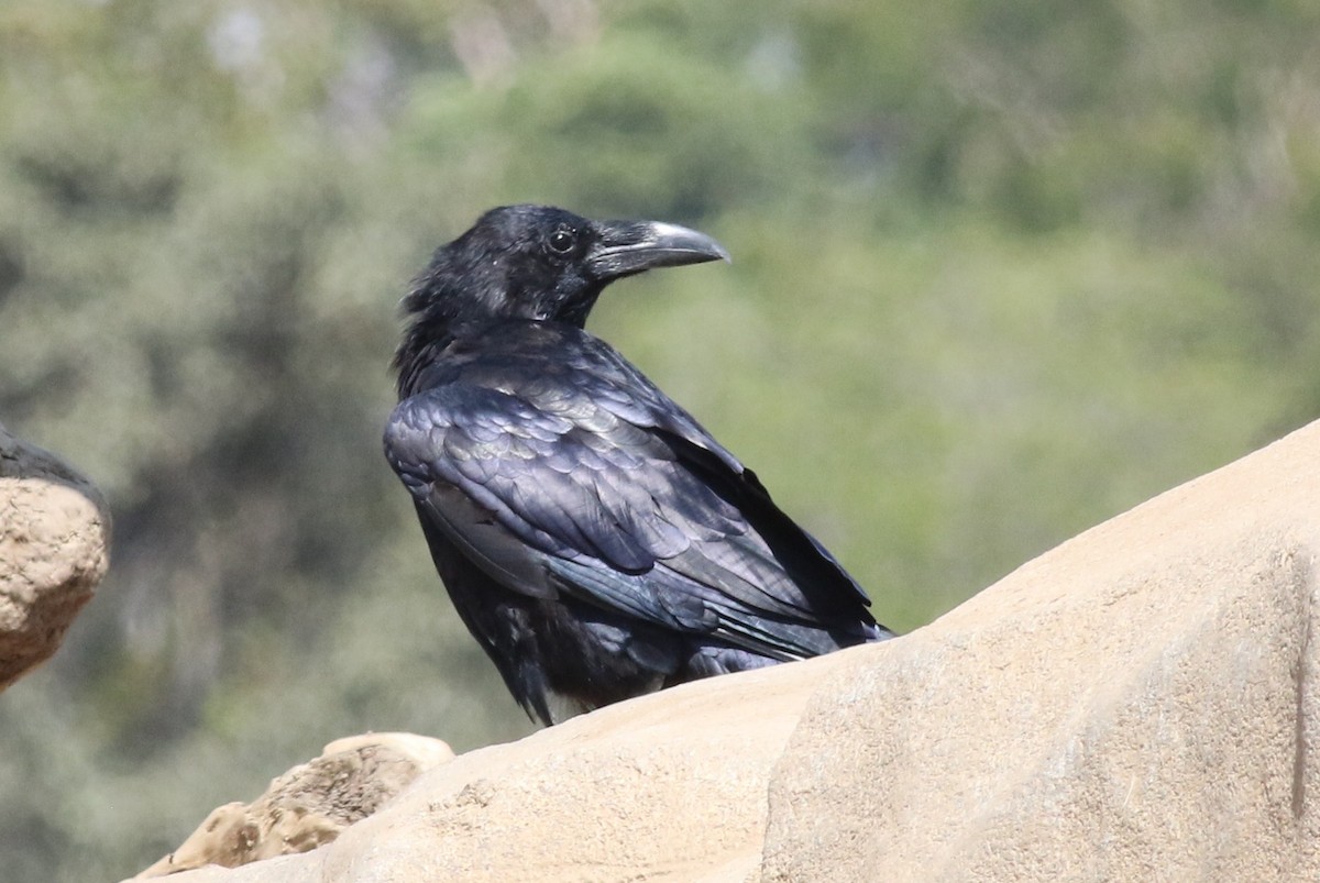 Common Raven - Margaret Viens