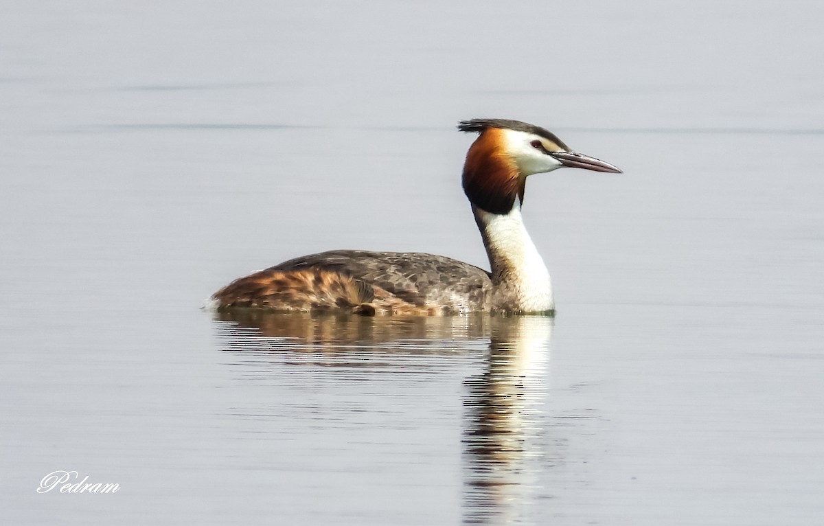 Great Crested Grebe - ML336303081