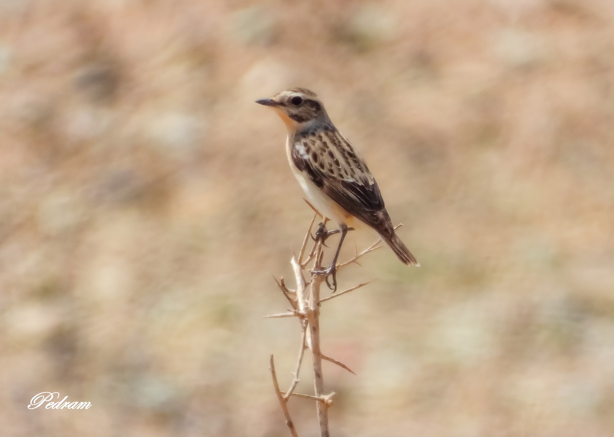 Whinchat - ML336304871