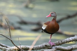 Black-bellied Whistling-Duck, ML336309211
