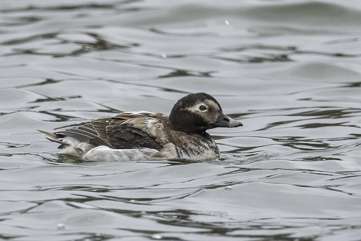 Long-tailed Duck - ML336309491