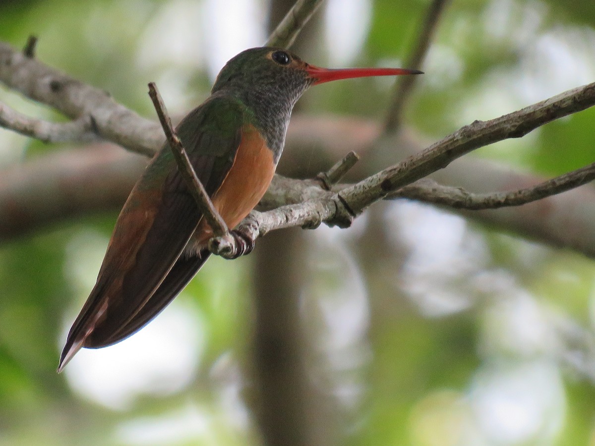 Buff-bellied Hummingbird - Ichi Wildlife Tours