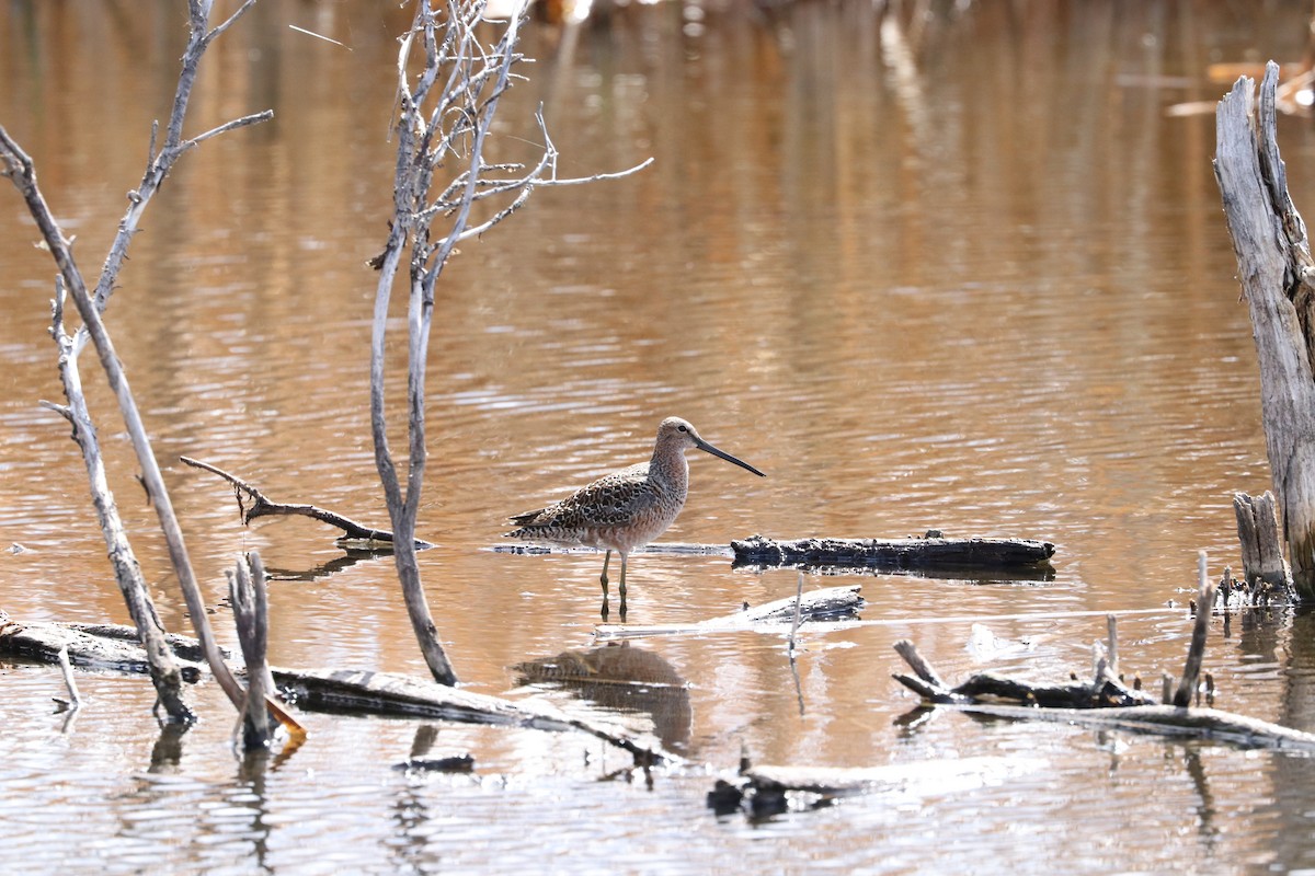 Long-billed Dowitcher - ML336310601