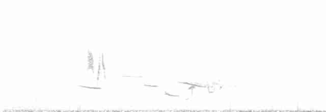 Gray Flycatcher - ML336313201