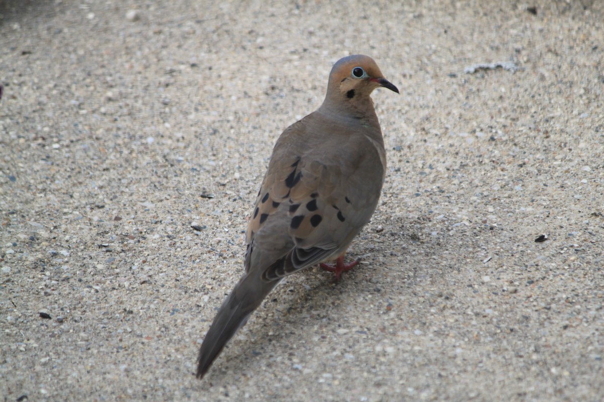Mourning Dove - Cherith Janes