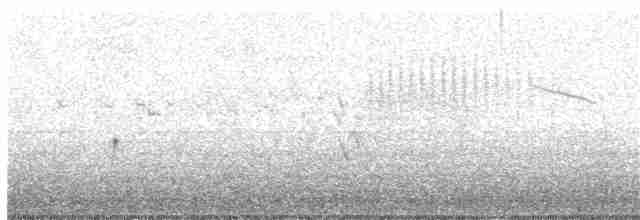 Тауї плямистий - ML336322381