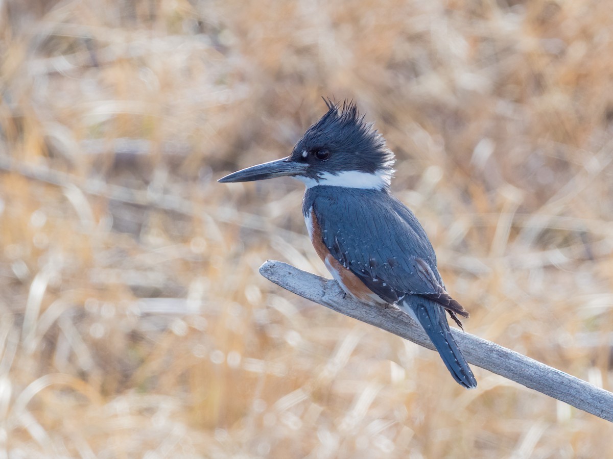 Belted Kingfisher - ML336330521