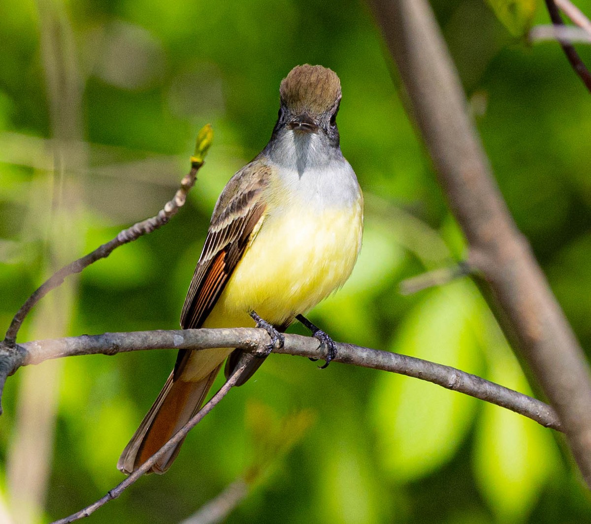 Great Crested Flycatcher - ML336333051