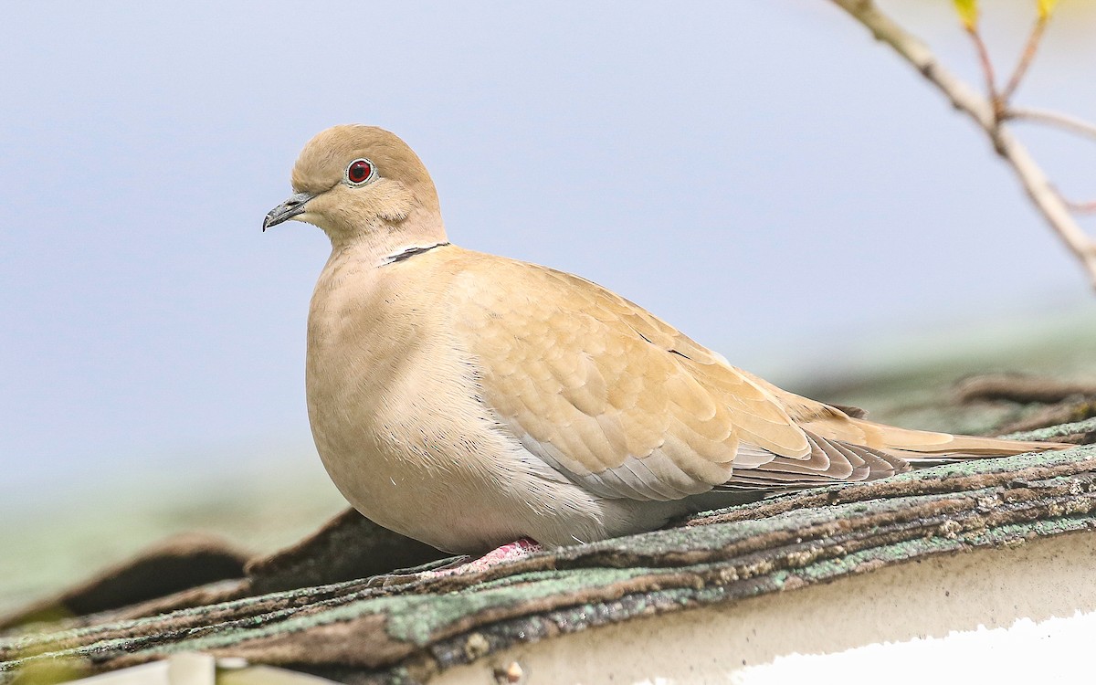 Eurasian Collared-Dove - ML336334801