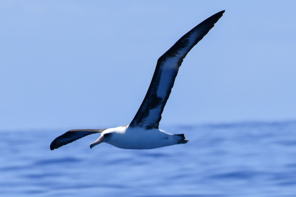 Laysan Albatross - ML336336671