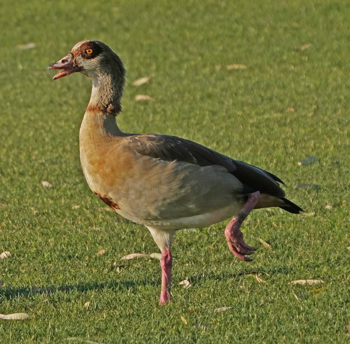 Egyptian Goose - ML336340121