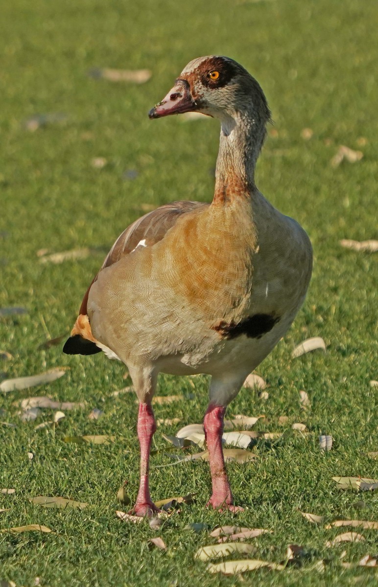 Egyptian Goose - ML336340131