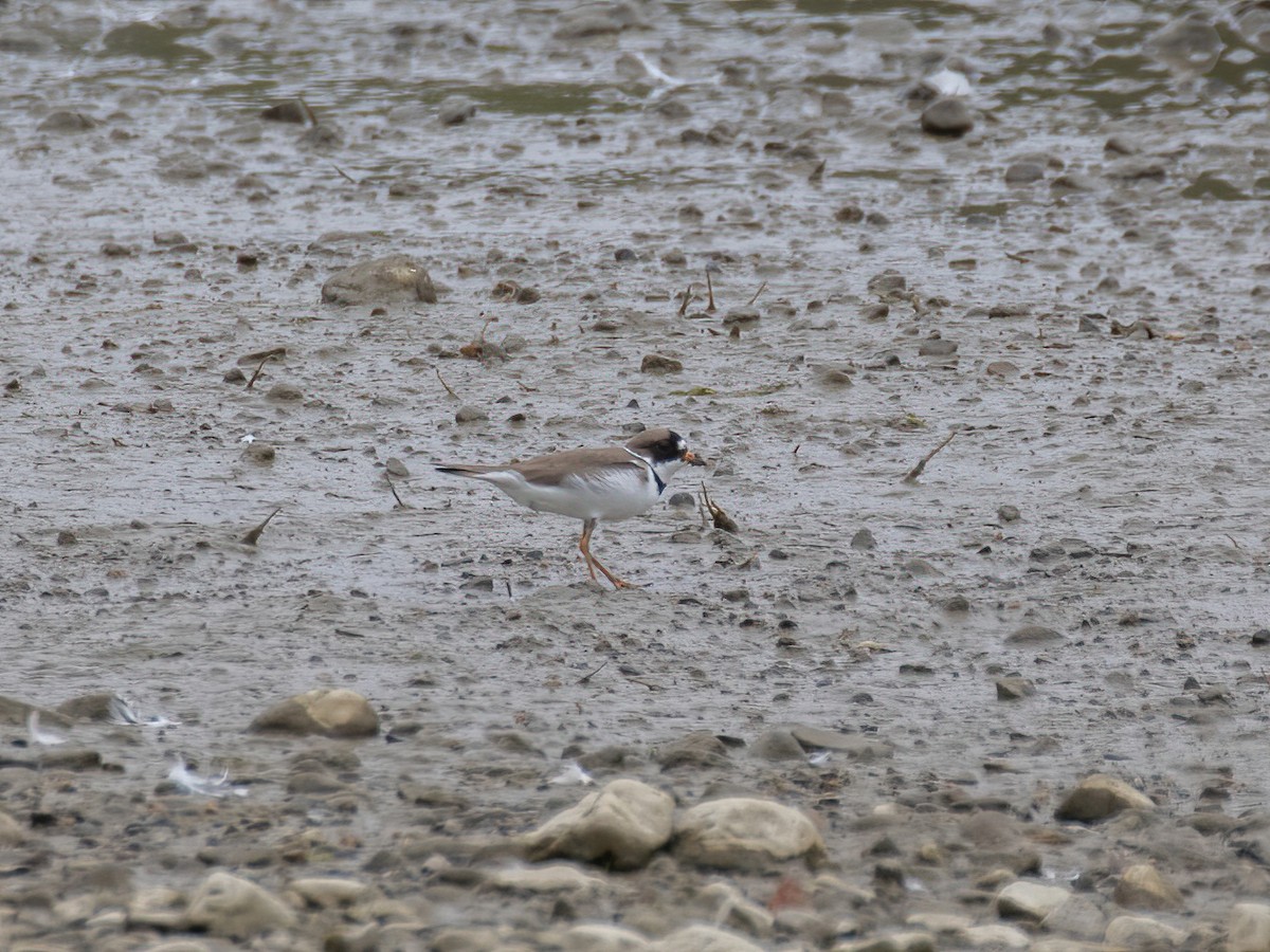 Semipalmated Plover - ML336342831