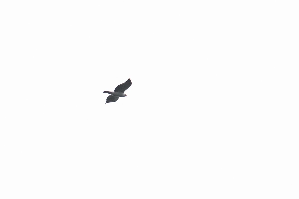 Black-and-white Hawk-Eagle - Gabriel Caram