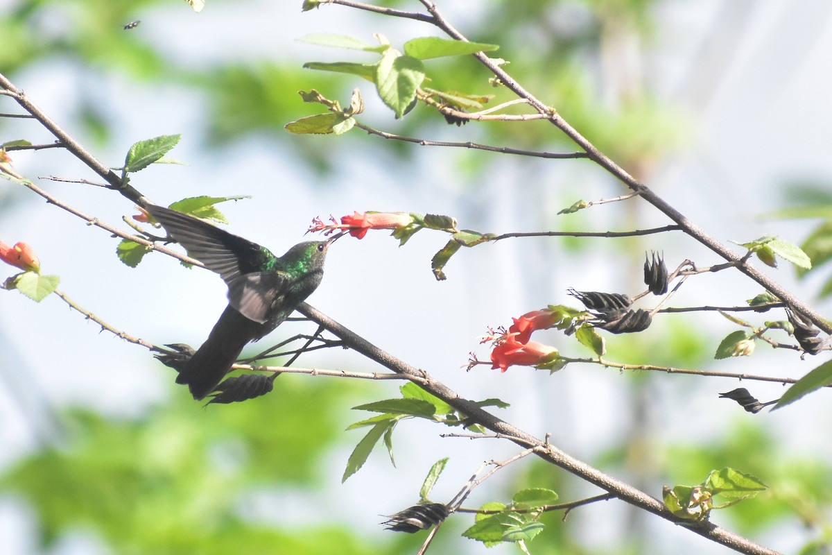Rufous-tailed Hummingbird - Gil Sánchez