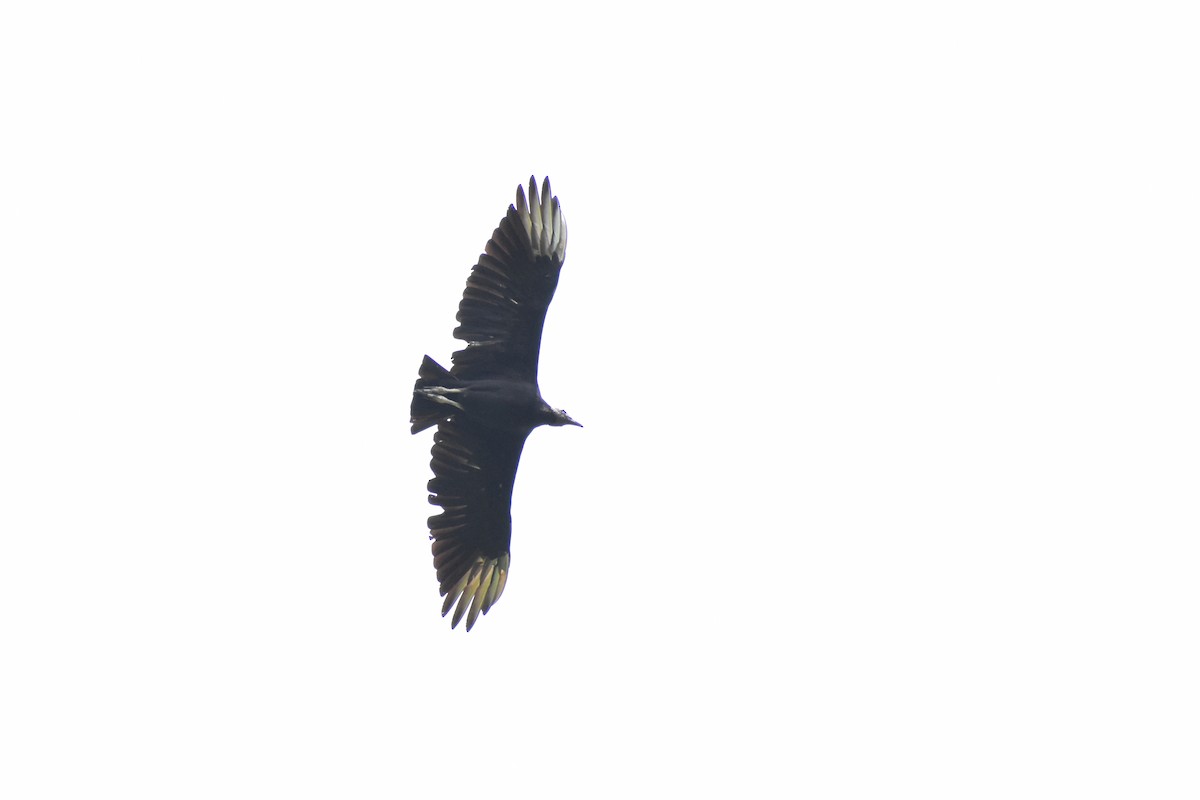Black Vulture - ML336344661
