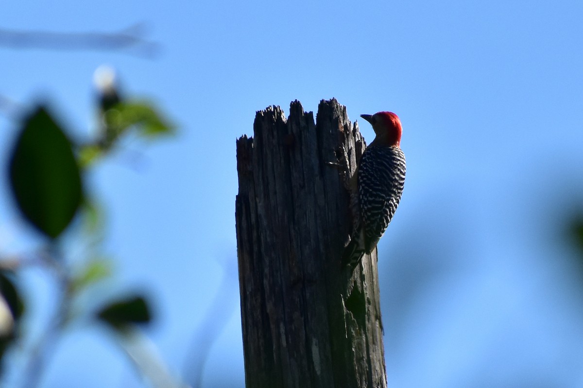 Red-crowned Woodpecker - ML336344921