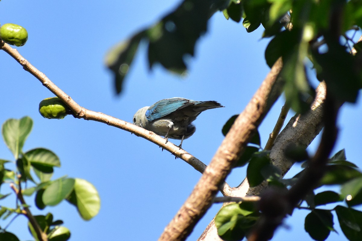 Blue-gray Tanager - ML336345861