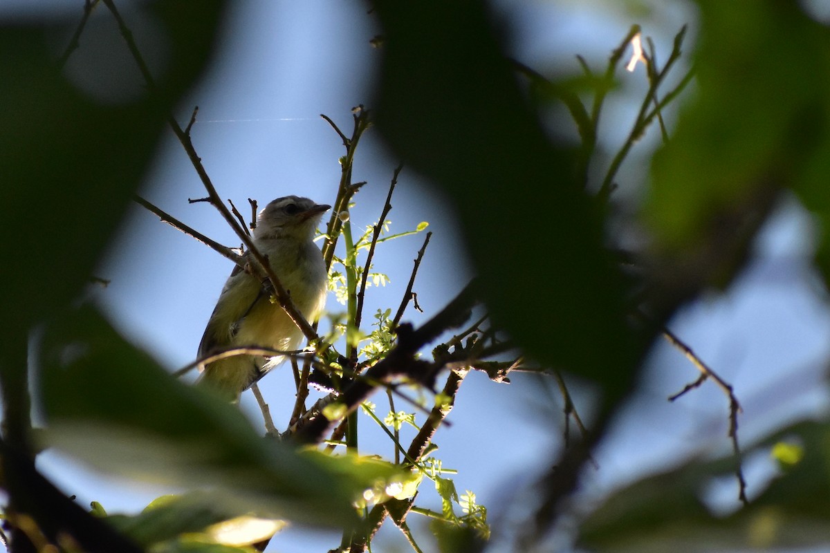 Northern Mouse-colored Tyrannulet - ML336346241