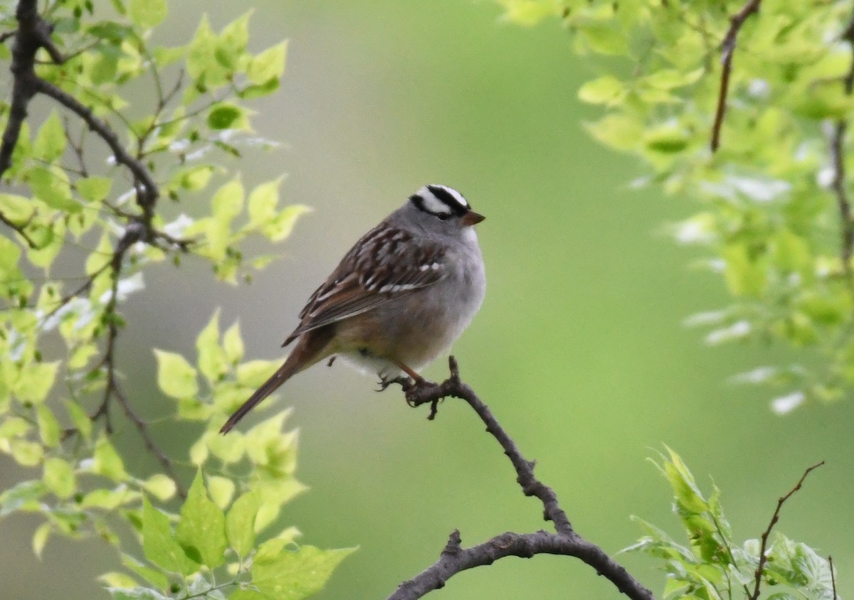 White-crowned Sparrow - ML336347341