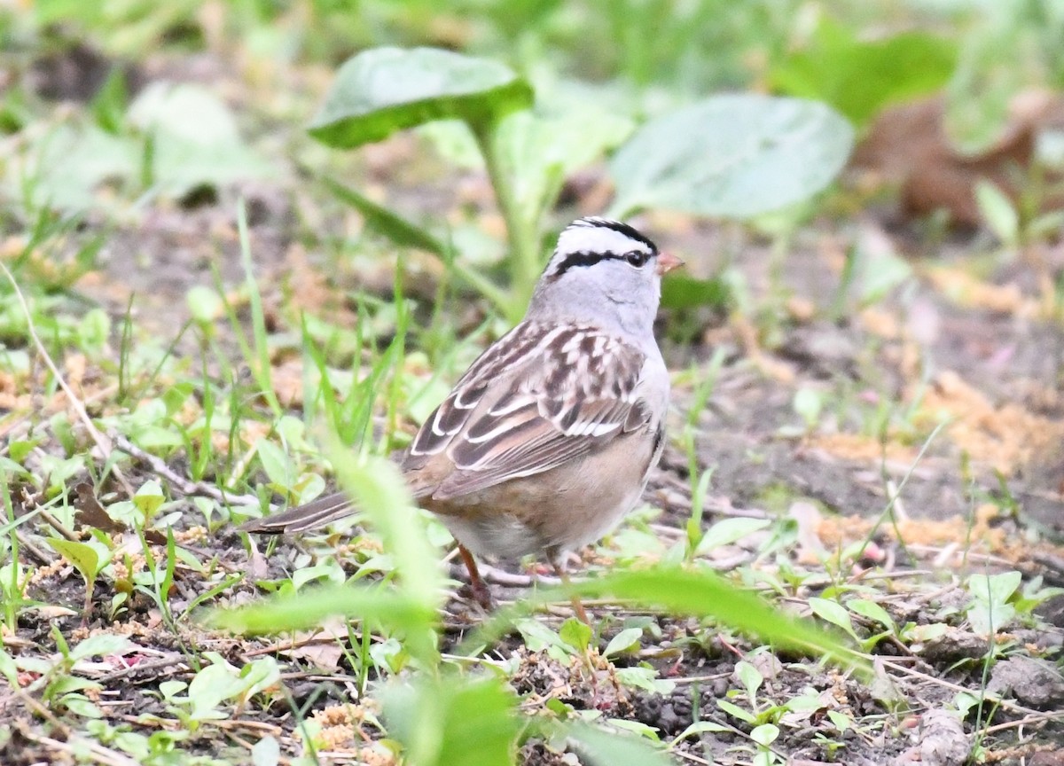 White-crowned Sparrow - ML336347371