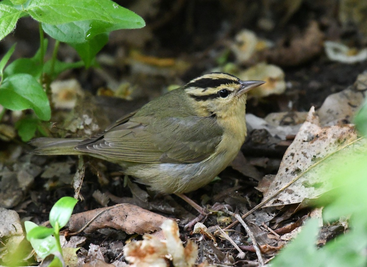 Worm-eating Warbler - Tim Healy