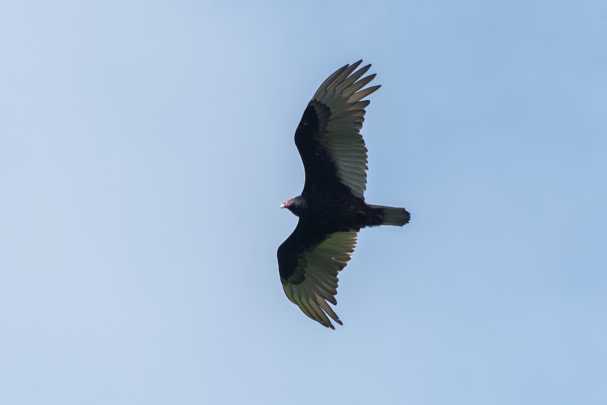 Turkey Vulture - Jing-Yi Lu