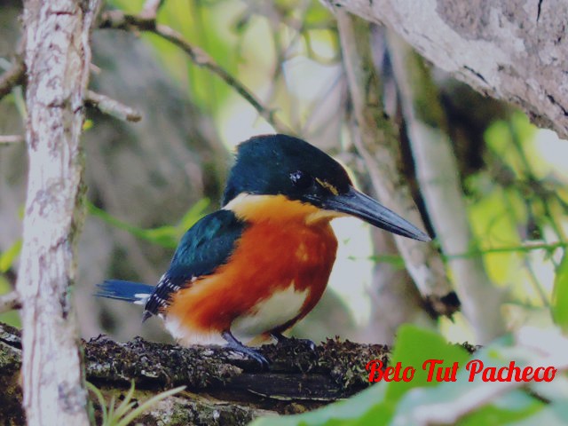 American Pygmy Kingfisher - Jeovany Tut pacheco
