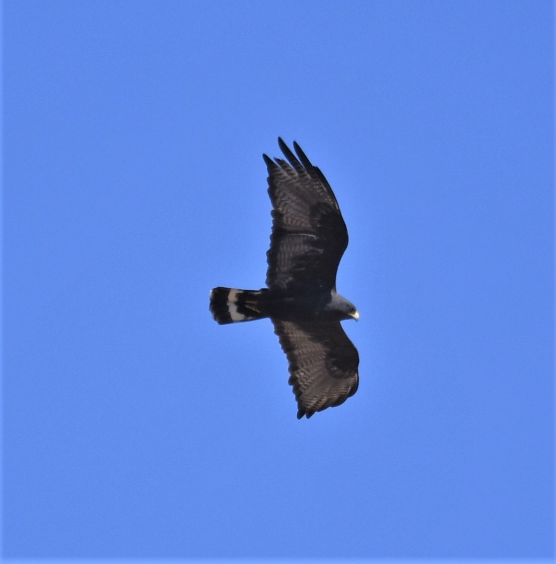 Zone-tailed Hawk - ML336356911