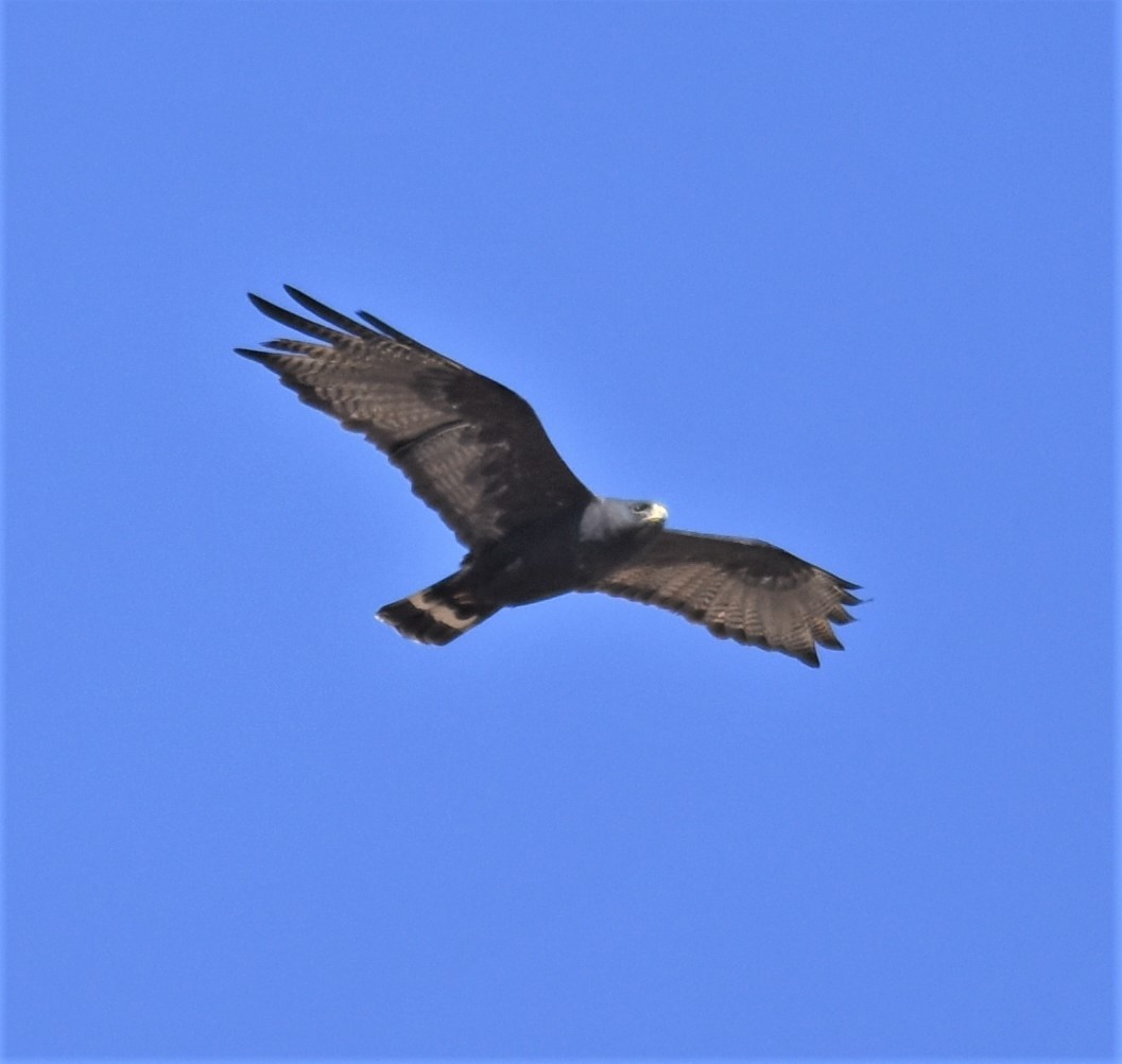 Zone-tailed Hawk - ML336359171