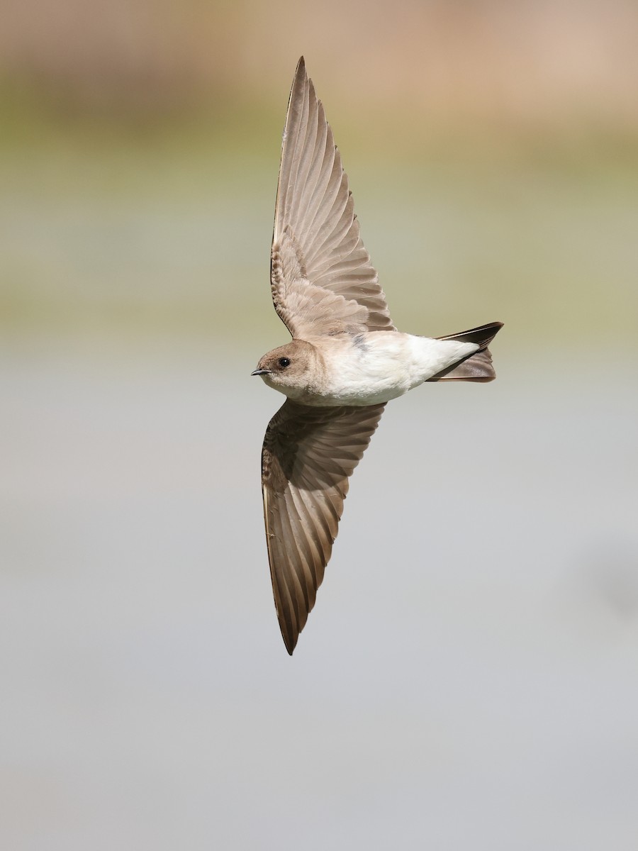 Northern Rough-winged Swallow - Michael Yablick