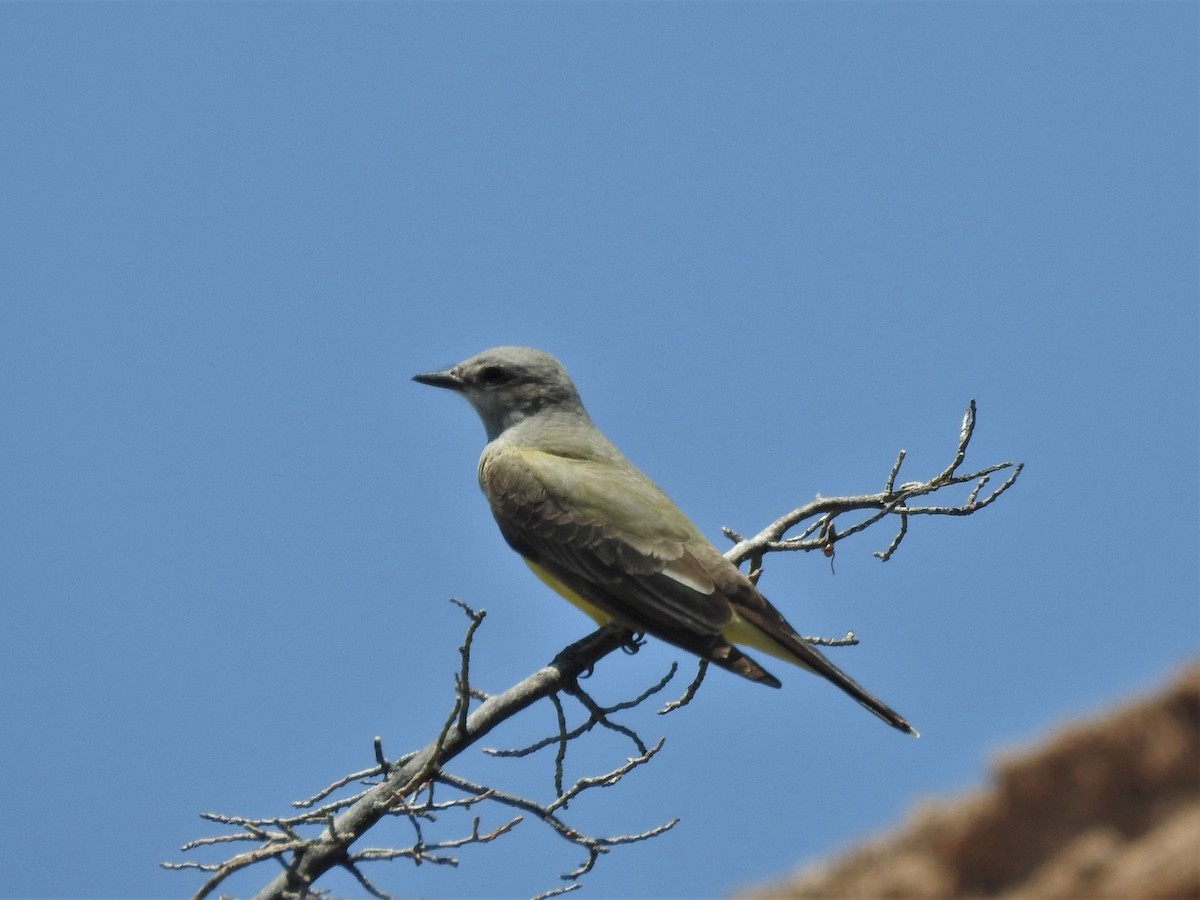 yellow-bellied kingbird sp. - Quinn Diaz
