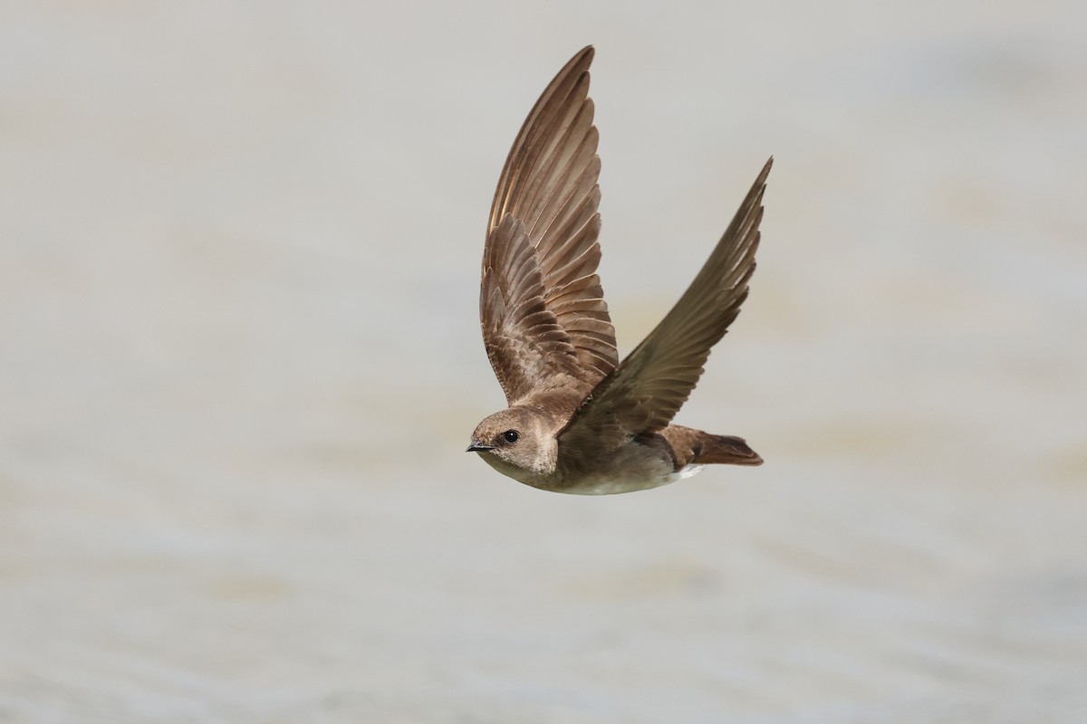 Northern Rough-winged Swallow - ML336360461