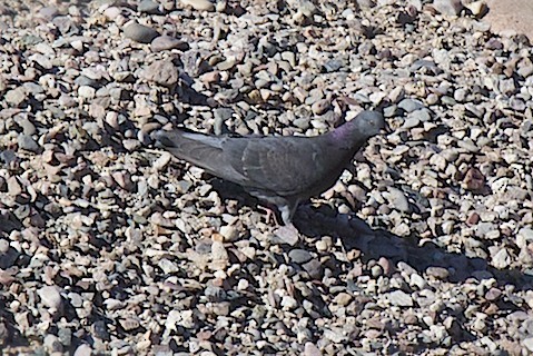 Rock Pigeon (Feral Pigeon) - robert bowker