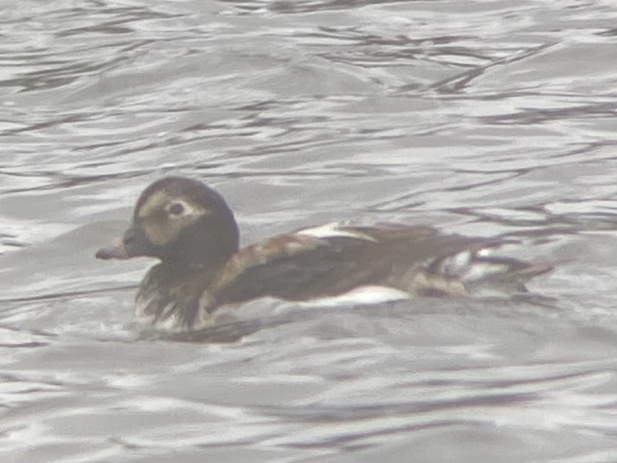Long-tailed Duck - ML336360511