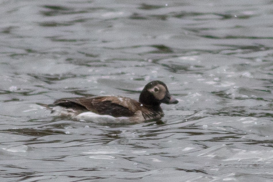 Long-tailed Duck - ML336360601