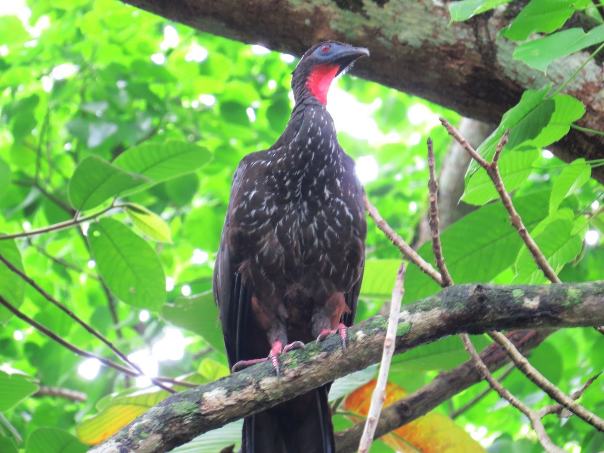 Crested Guan - ML336361781