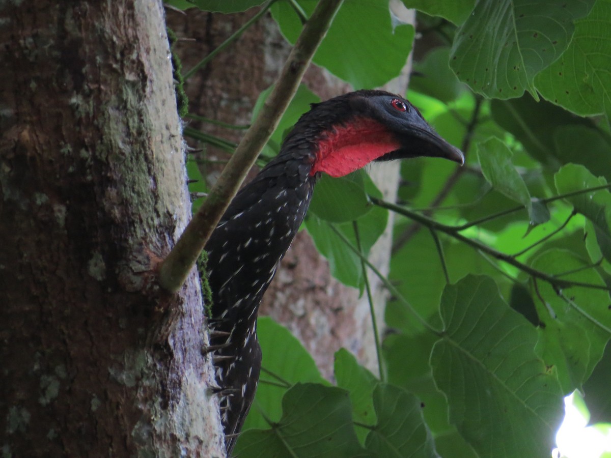 Crested Guan - ML336361851