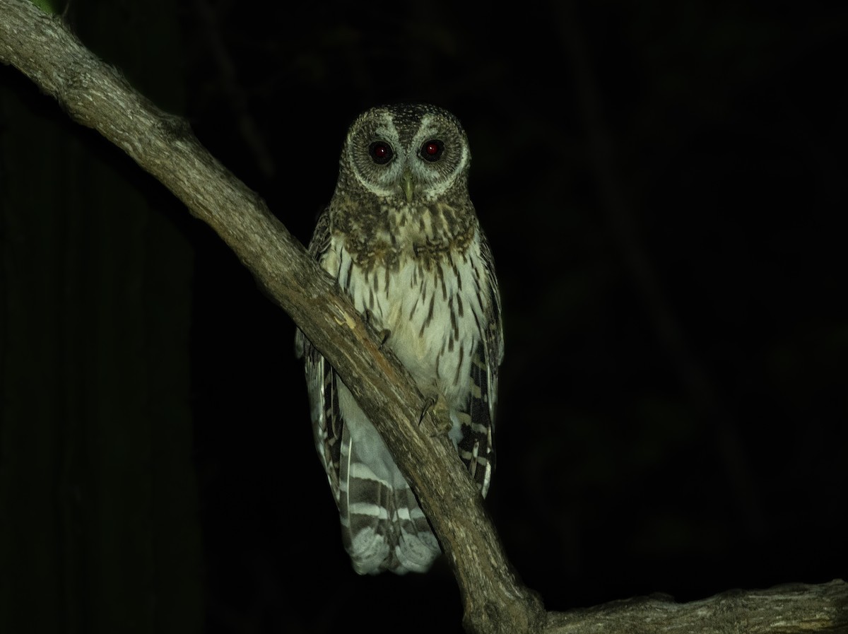 Mottled Owl - ML336365611