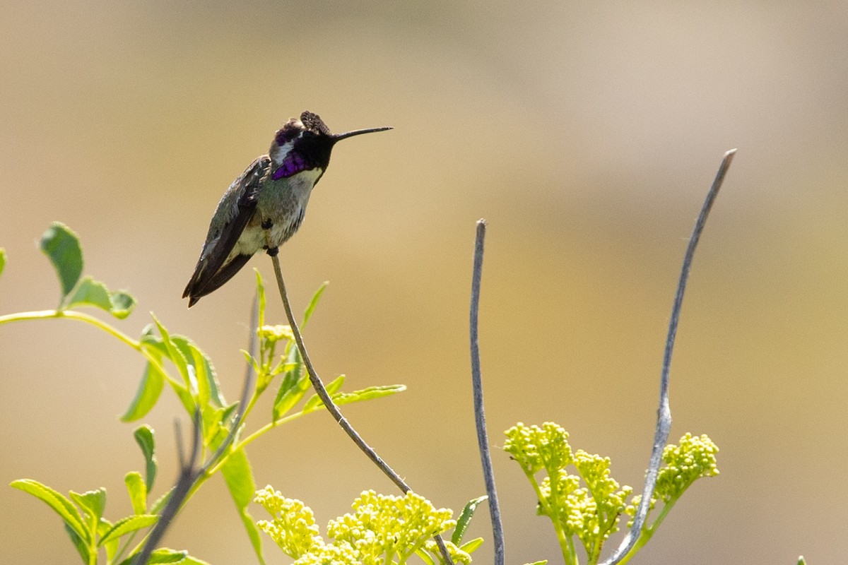 Costa's Hummingbird - Kathryn McGiffen