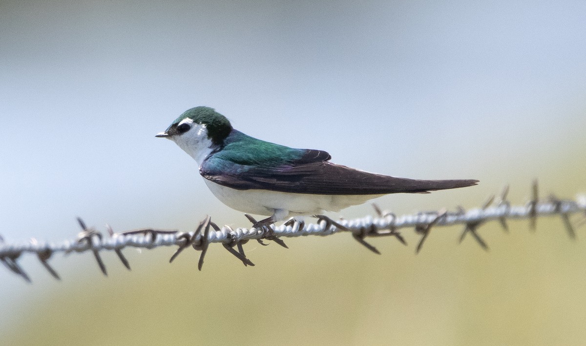 Violet-green Swallow - ML336371131