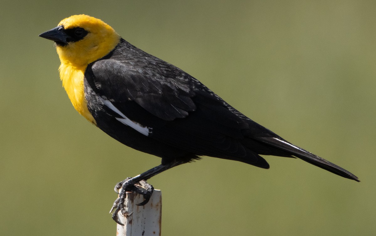 Yellow-headed Blackbird - ML336371401