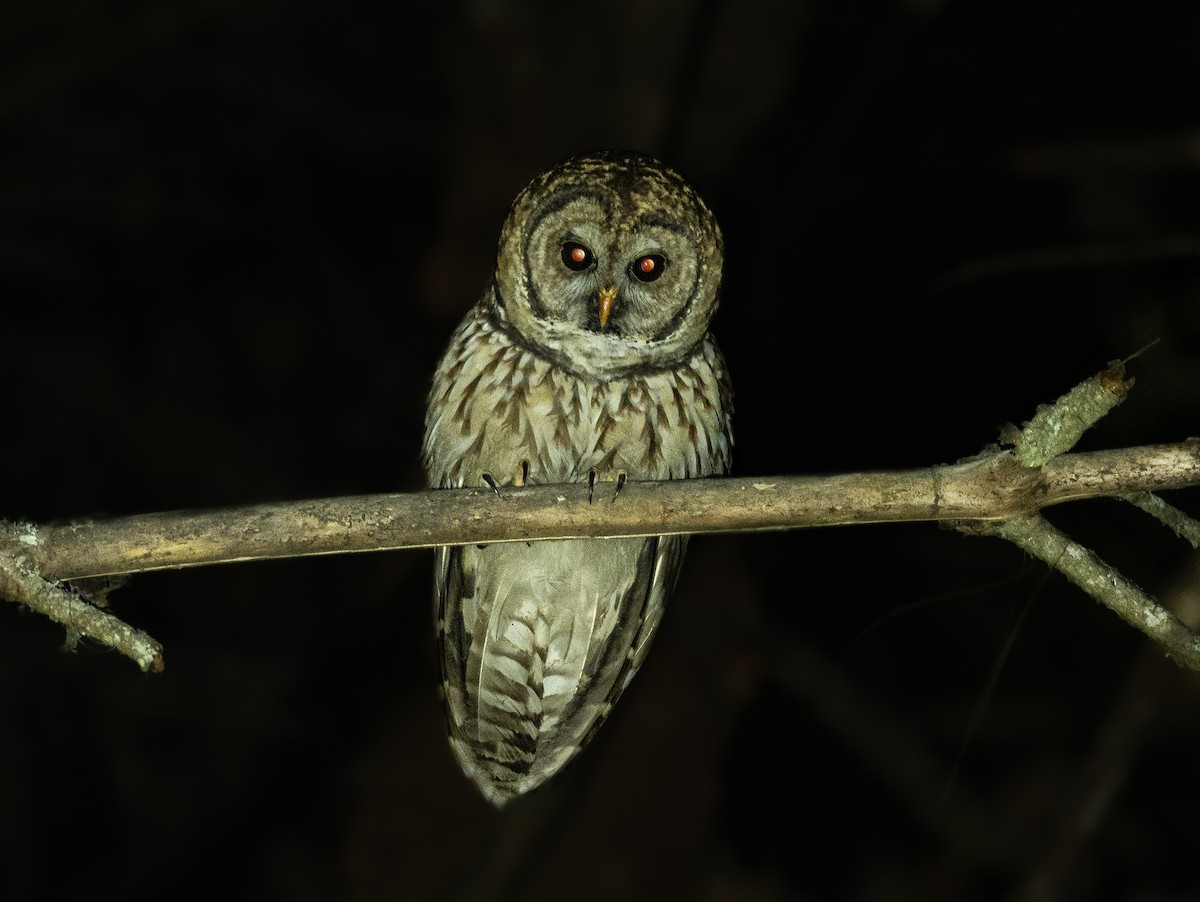 Fulvous Owl - ML336371571