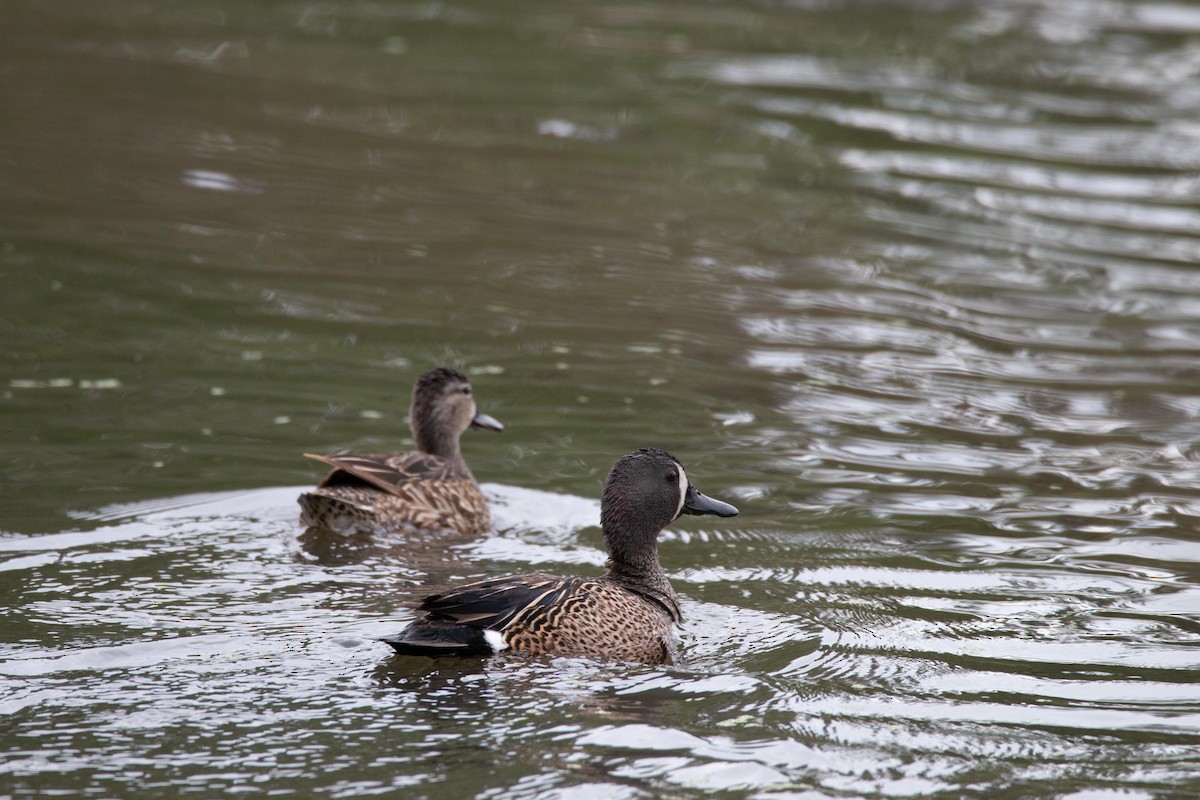 Blue-winged Teal - ML336373871