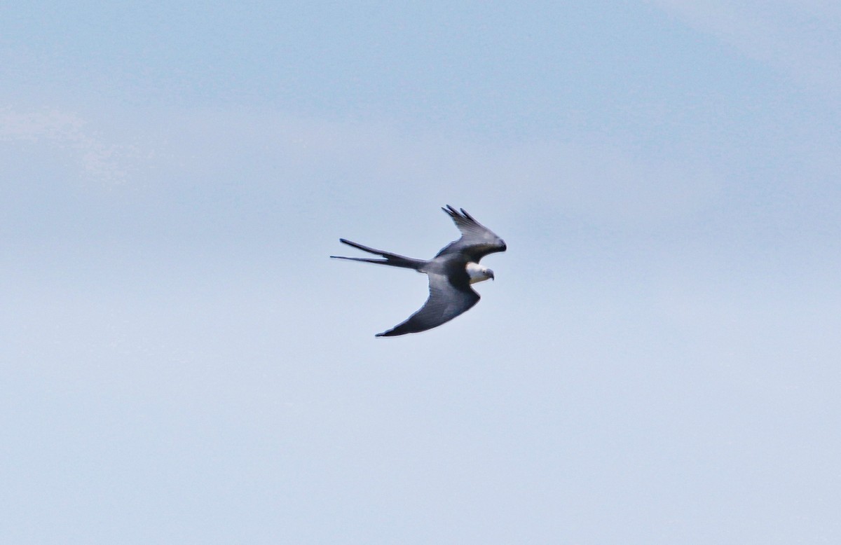 Swallow-tailed Kite - ML336380011