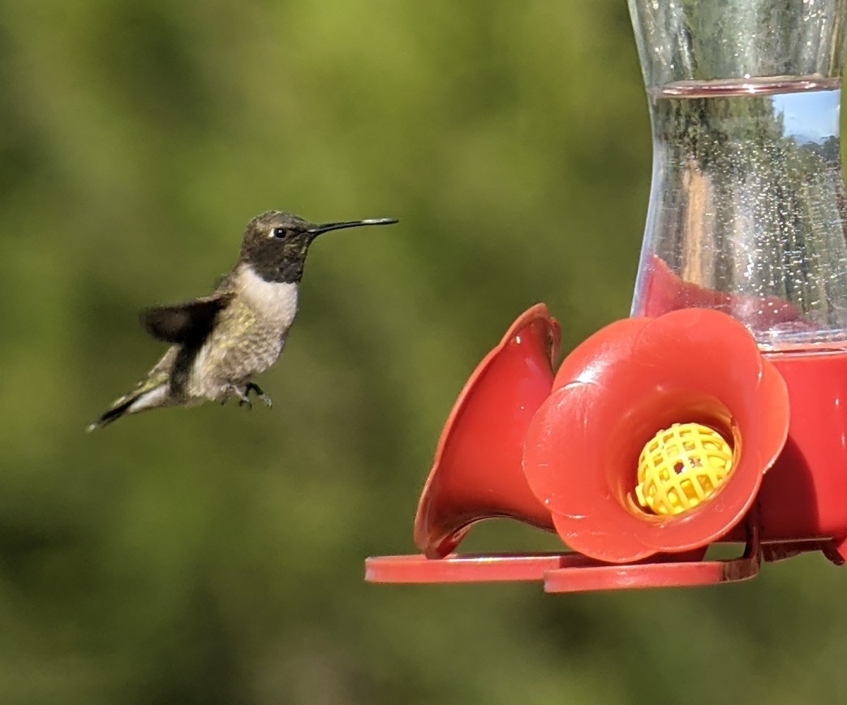 Black-chinned Hummingbird - Brooke Keeney