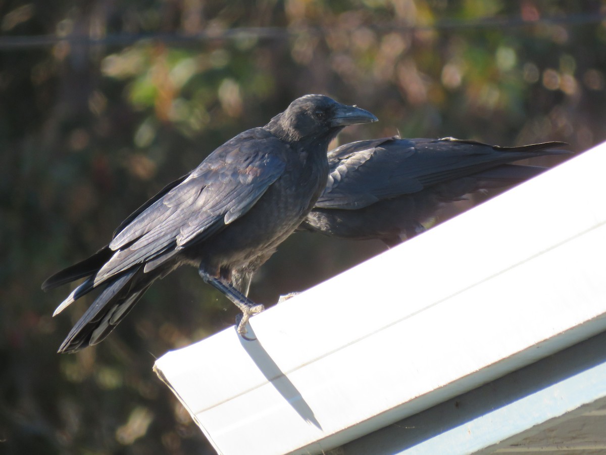 American Crow - ML33638301