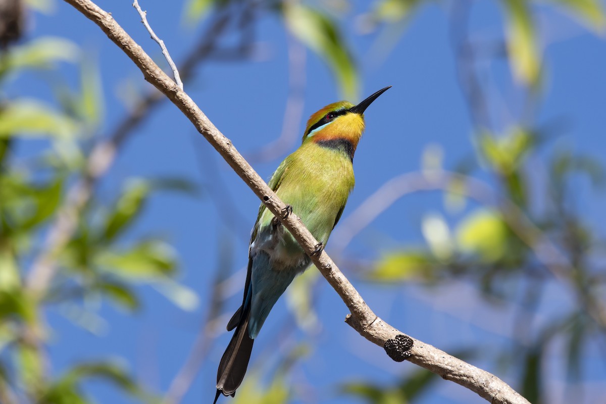 Rainbow Bee-eater - ML336383461