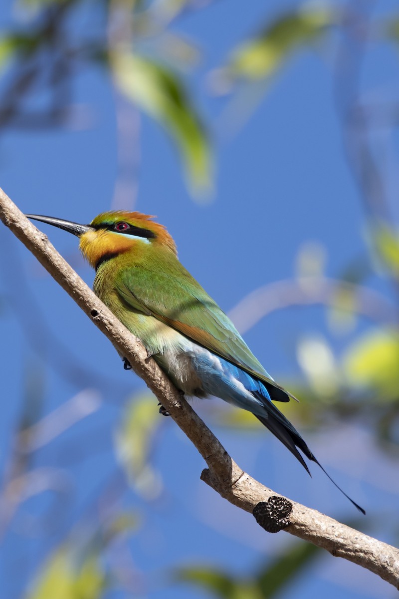 Rainbow Bee-eater - ML336383511